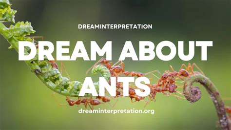 Decoding the Hidden Messages: Interpreting Dreams Involving Ants