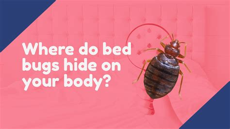 Decoding the Hidden Messages of Your Bed Bug Encounter