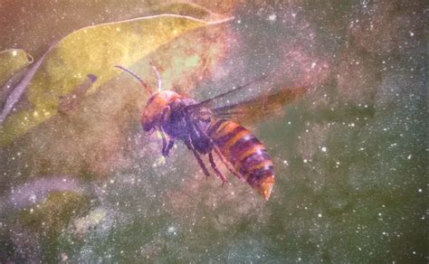 Decoding the Hidden Significance of Dreams Involving Hornet Stings