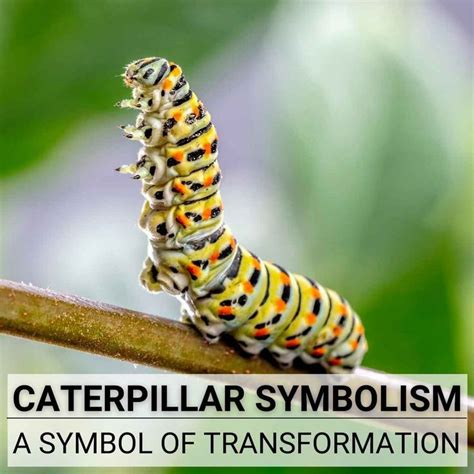 Decoding the Journey of the Mahogany Caterpillar: Unveiling the Transformation from Crawling to Flight