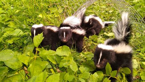 Decoding the Language of Skunks: Understanding their Unique Communication