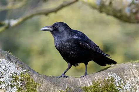 Decoding the Meaning Behind Encountering Crows in Your Dreams