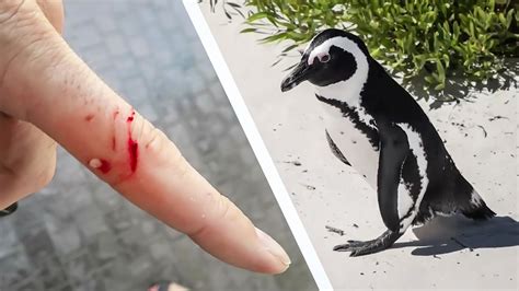 Decoding the Meaning of the Penguin Bite