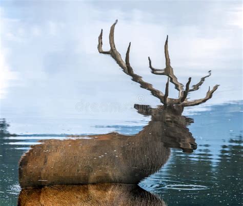 Decoding the Meaningful Message: Analyzing Personal Dreams about the Stunning Antlered Creatures