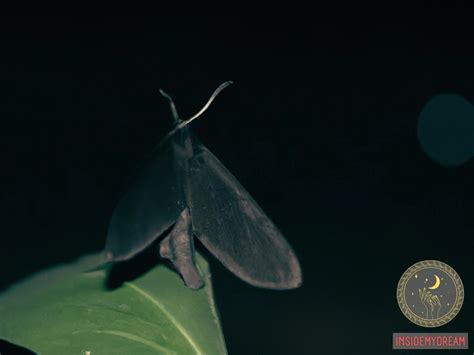 Decoding the Meanings: Deciphering Moth Invasions in Dream Environments