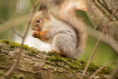 Decoding the Meanings behind Squirrel Vision: Insights into Their Emotional State