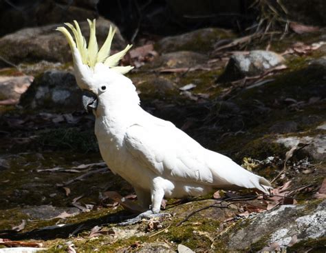 Decoding the Messages Conveyed by Sulphur-Crested Parrots in Dream Experiences