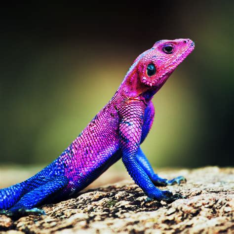 Decoding the Mystery: Unveiling the Symbolism of Lizard Aggression in Dreamscapes