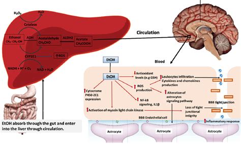 Decoding the Neurological Mechanisms behind Alcohol-related Dreaming