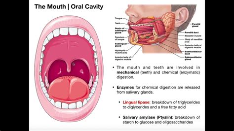 Decoding the Physical Sensation of Gritty Substance in One's Oral Cavity