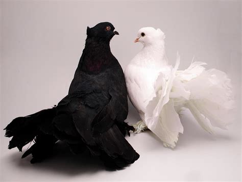 Decoding the Presence of Ivory Pigeons in Fantasies