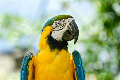 Decoding the Psychological Significance of Parrot Dream Meanings