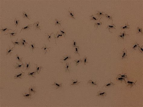 Decoding the Relationship Between Dreams Involving Ant Squashing and Daily Experiences