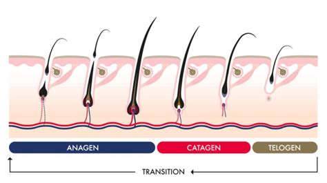 Decoding the Scientific Process behind Hair Growth