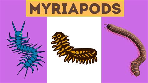 Decoding the Secret Significance of Imagining Myriapods: Cracking the Veiled Connotations