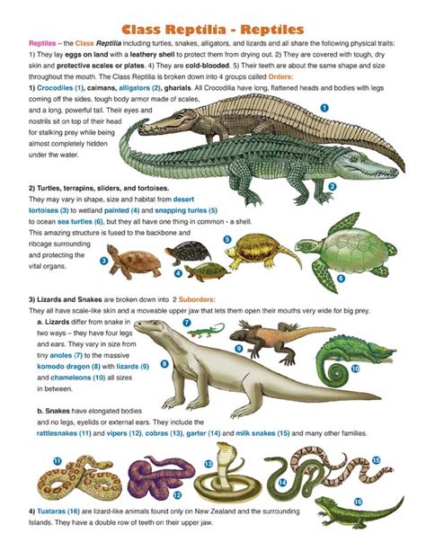 Decoding the Significance: Exploring the Representation of a Petite Reptile