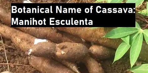 Decoding the Significance of Carrying Cassava: A Deep Dive into its Symbolic Meaning