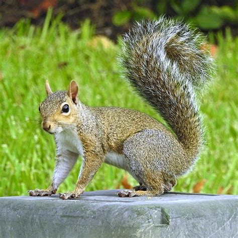 Decoding the Significance of Different Hues and Behaviors Exhibited by Gray Squirrels in Reveries