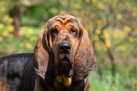 Decoding the Significance of Ebony and Chestnut Hounds in One's Dreams