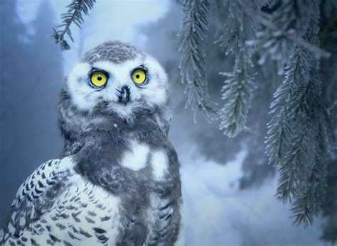 Decoding the Significance of Eliminating Owls in Dreams