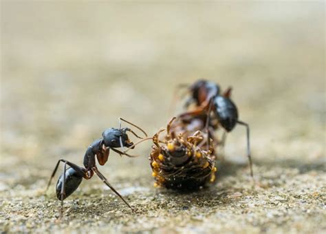 Decoding the Significance of Envisioning Ants in Your Meal