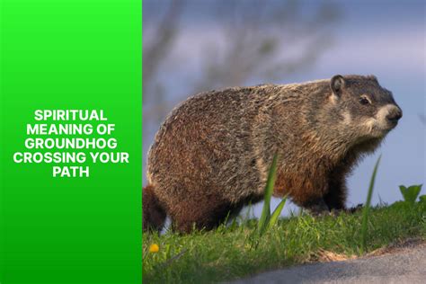 Decoding the Significance of Envisioning Capturing a Groundhog in Your Dreams