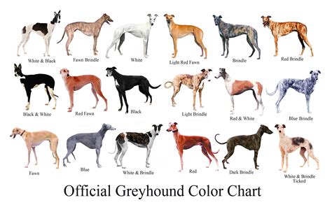 Decoding the Significance of Various Greyhound Coat Colors in Dream Interpretation