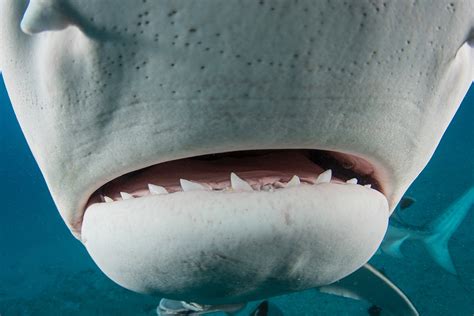 Decoding the Significance of Visioning Sharks With Razor-Sharp Teeth