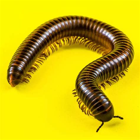 Decoding the Significance of a Colossal Millipede in Dreams