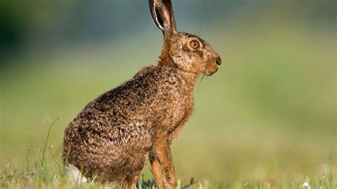 Decoding the Significance of a Leaping Hare: Unraveling Its Enigmatic Message