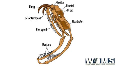 Decoding the Significance of a Lifeless Serpent Cranium