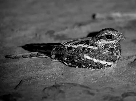 Decoding the Significance of a Statue Depicting an Enigmatic Nocturnal Bird