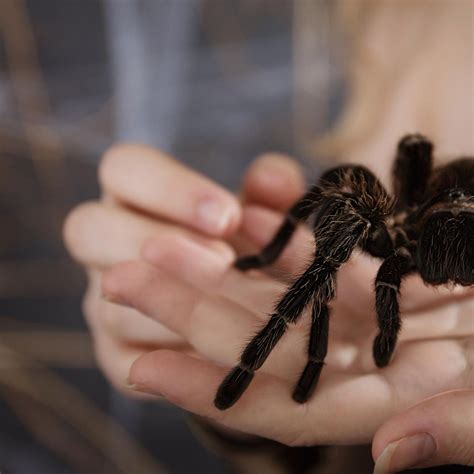 Decoding the Significance of a Tarantula Crawling on my Spine - Unveiling the Hidden Messages