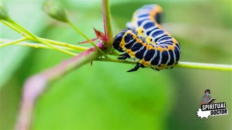 Decoding the Symbolic Connection Between Caterpillars and Personal Journey