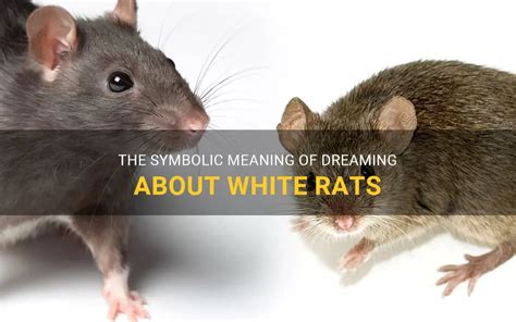 Decoding the Symbolic Meaning of a Rat's White Bite