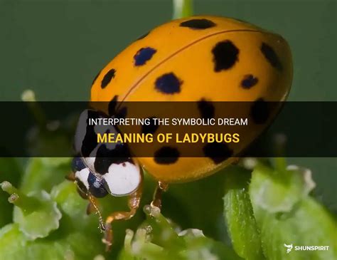 Decoding the Symbolic Meanings of Ladybug Bites in Dreams through Dream Journals