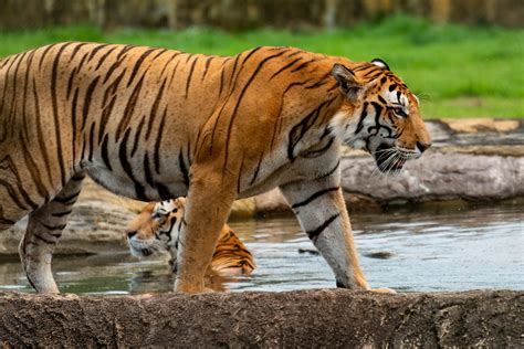 Decoding the Symbolic Significance Behind Tigers Engaging in Aquatic Maneuvers