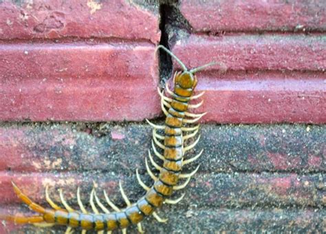 Decoding the Symbolism Embedded in Dreaming of House Centipedes