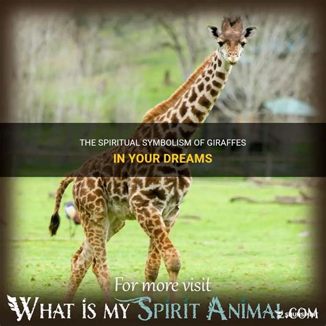 Decoding the Symbolism behind the Appearance of Giraffes in Your Dreams