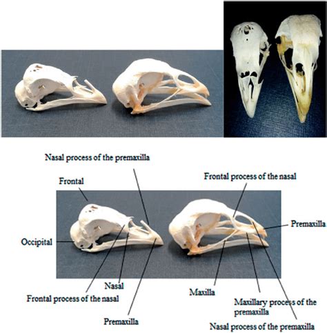 Decoding the Symbolism of a Poultry Cranium