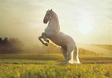 Decoding the Symbolism of the Shimmering Stallion