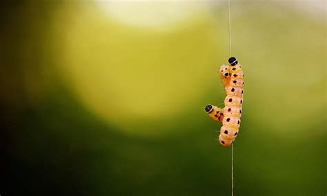 Decoding the Troubling Symbolism of Gigantic Larvae in Dreams