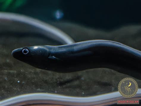 Decoding the Veiled Meanings of Eel Bite Encounters in Dream Scenarios