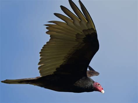 Decoding the Vulture: A Symbol of Transformation and Renewal