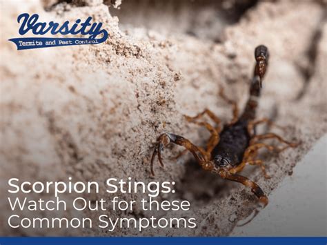 Decoding the Warning Signs: Scorpion Stings as Precautionary Reveries