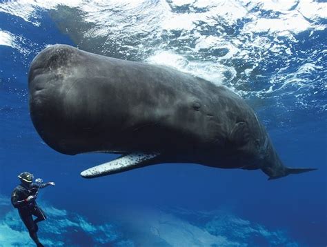 Deep-Sea Giants: The Astonishing Life of Whales