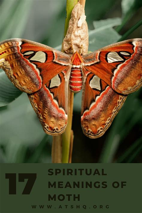 Deeper Connections: Cultural Significance of Moths