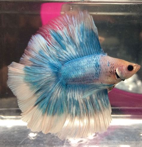 Delicate Beauty: Common Health Issues and How to Care for Azure Betta