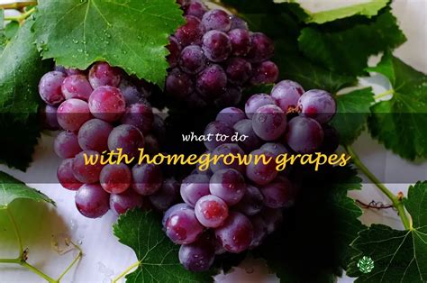 Delightful Culinary Creations with Your Homegrown Grapes