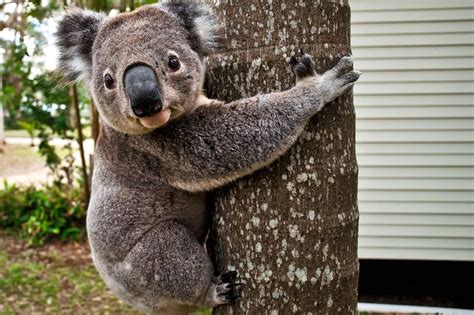 Delve into the World of Koalas: Fascinating Facts and Unique Characteristics